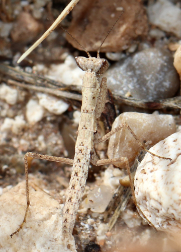 Agile Ground Mantis photo 4