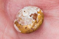 Kaala subrutila