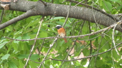 Phoenicurus phoenicurus