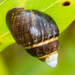 Achatinella mustelina - Photo (c) BJ Stacey, algunos derechos reservados (CC BY-NC), subido por BJ Stacey