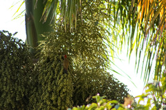 Melanerpes striatus