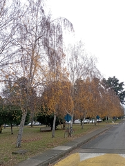 Betula pendula