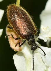 Lagria grenieri