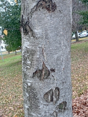 Betula pendula