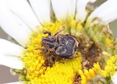 Valgus canaliculatus
