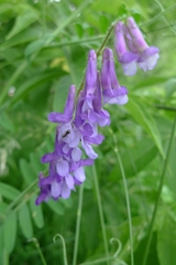 Vicia villosa villosa