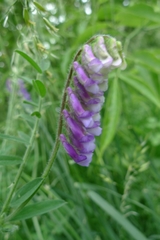 Vicia villosa villosa