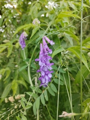 Vicia villosa villosa