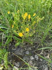 Potentilla pimpinelloides