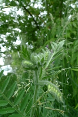 Vicia villosa villosa