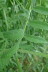 Vicia villosa villosa