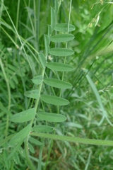 Vicia villosa villosa