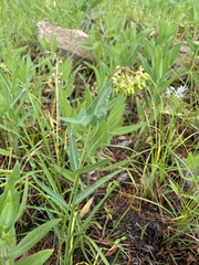 Asclepias meadii
