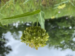 Asclepias meadii