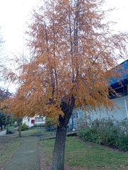 Nothofagus obliqua