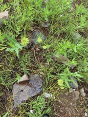 Asclepias meadii