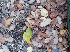 Nothofagus obliqua