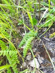 Potentilla pimpinelloides
