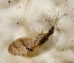 Sympherobius barberi