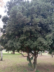 Peumus boldus