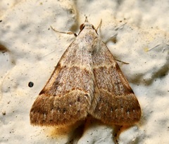 Hemeroplanis historialis