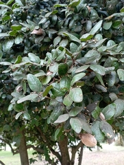 Peumus boldus