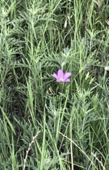 Sabatia campestris
