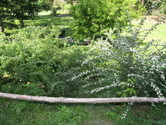 Cotoneaster racemiflorus