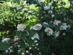 Cotoneaster racemiflorus
