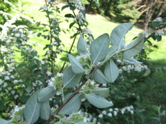 Cotoneaster racemiflorus