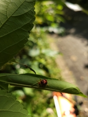 Agomadaranus pardaloides