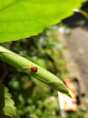Agomadaranus pardaloides