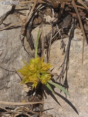 Bupleurum nodiflorum