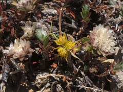 Bupleurum nodiflorum