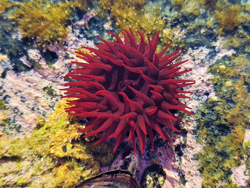 Maroon Anemone
