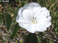 Convolvulus betonicifolius