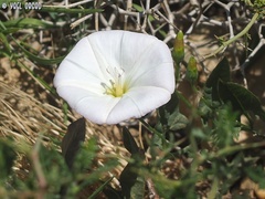 Convolvulus betonicifolius