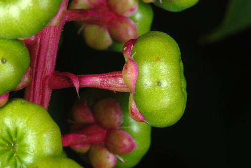 American pokeweed (Phytolacca americana)