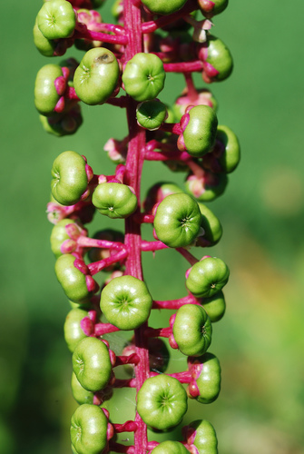 American pokeweed