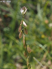 Polygala monspeliaca