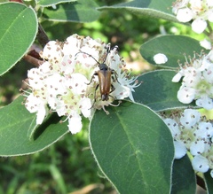 Cotoneaster racemiflorus