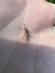 Coquillettidia perturbans