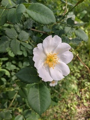 Rosa marginata