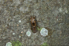 Vagitanus terminalis