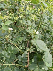 Rosa marginata