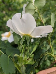 Rosa marginata