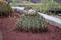 Haemorhous mexicanus