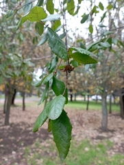 Crinodendron patagua