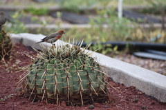 Haemorhous mexicanus