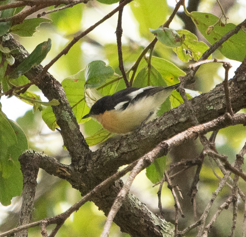 iNaturalist image